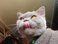 My British Shorthairs In Love My British Shorthairs In Love
