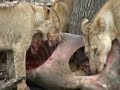 Tanzania Safari ( Circle of Life ) Elton John