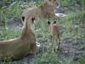 Tanzania Safari ( Circle of Life ) Elton John