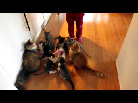 La Perm cats and kittens