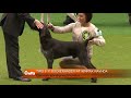 Group Judging (Gundog) and Presentation - Crufts 2012