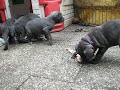Puppies from Arek eating paunch for the first time (part 5) Puppies from Arek eating paunch for the first time (part 5)