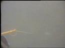 Spearfishing a 20 kg kingfish
