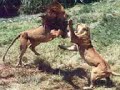 zorras peleando