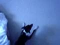 Italian Greyhound video