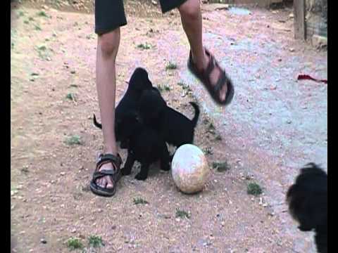 Video cani schnauzer nano - zwergschnauzer