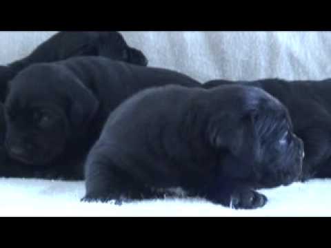 cane corso