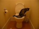 My Toilet Trained Cats