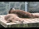 The Sunbathing Otters