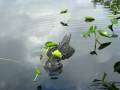 EVERGLADES