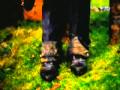 Dave Matthews Band-crash Into Me Official Music Vi
