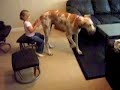 Great   Dane  Sit!!