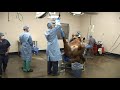 Surgery on a horse at Pioneer Equine Hospital