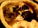 Please take me home (2 weeks)