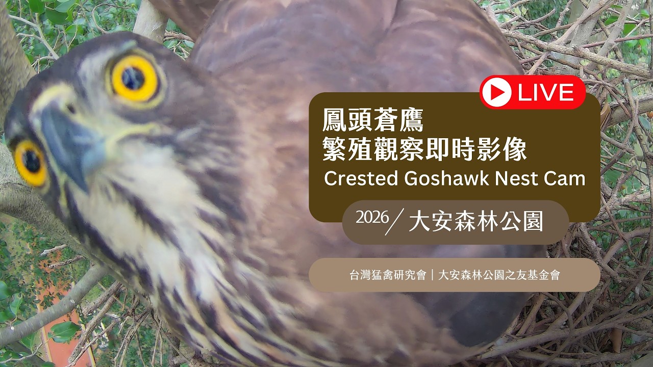 2026 大安森林公園鳳頭蒼鷹巢位直播 Crested Goshawk Nest Cam, Taipei, Taiwan