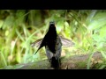 Видео - Райские птицы / Birds of the Gods 
