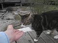 Baby Cat Goes to the Beach