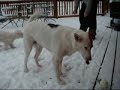 Puppies in the Snow