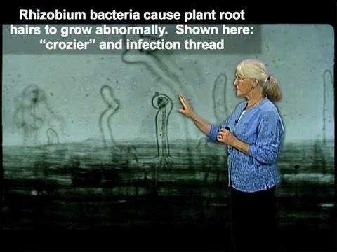 how to isolate rhizobium from root nodules