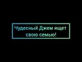 Собаки в добрые руки - Джем - 0