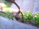 Catclimbing