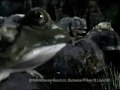 Budweiser Frogs Commercial