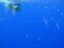FISHING BLUE MARLIN - BILLFISHING BRAZIL