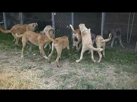 kangal