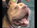 Blue Nation \"Bully Expo\"