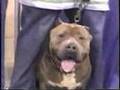 Blue Nation Bully Expo