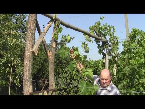 Смотреть зенит-анжи прямая видео трансляция