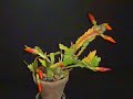 Time Lapse Blooming of a Cactus Plant