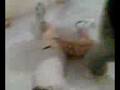 golpeando a nacho