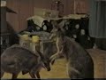 Boxing Kangaroos
