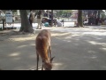 奈良公園の子鹿に、鹿せんべいをあげてみました。