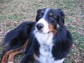 Sophie, ARPH foster #2