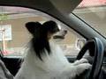 Papillon Dogs als Beifahrer