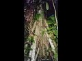 ALAN WATTS: RETURN TO THE FOREST 2/3
