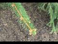 videos de How to ID Picea abies