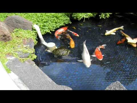 gint koi
