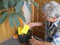 SpringStar Aphid Whitefly Trap - Assembly and Use