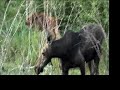 New moose in the Tetons