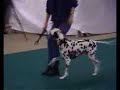 Circles (canine freestyle)