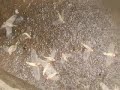 Mayflies in Thailand