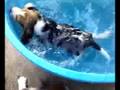 terapia in acqua cuccioli beagle sindrome nuotatore