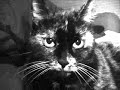 Das Cat