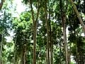 Canopy Sounds Canopy Sounds