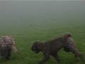 Australian Labradoodles in Switzerland