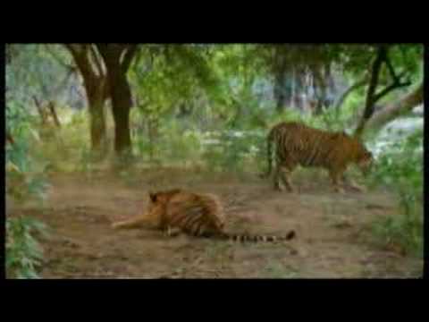 tiger %