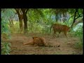 fighting-giraffe.html